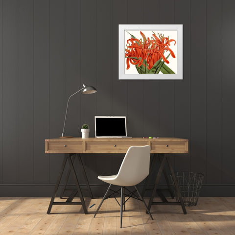 Striking Coral Botanicals I White Modern Wood Framed Art Print by Curtis