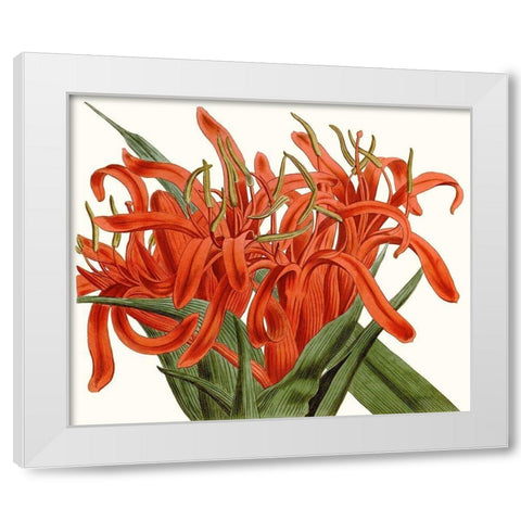Striking Coral Botanicals I White Modern Wood Framed Art Print by Curtis
