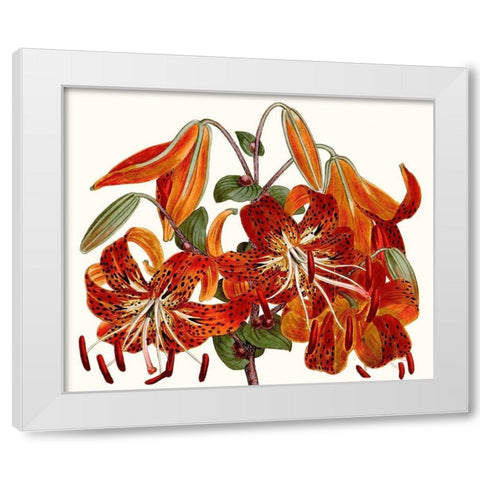 Striking Coral Botanicals II White Modern Wood Framed Art Print by Curtis