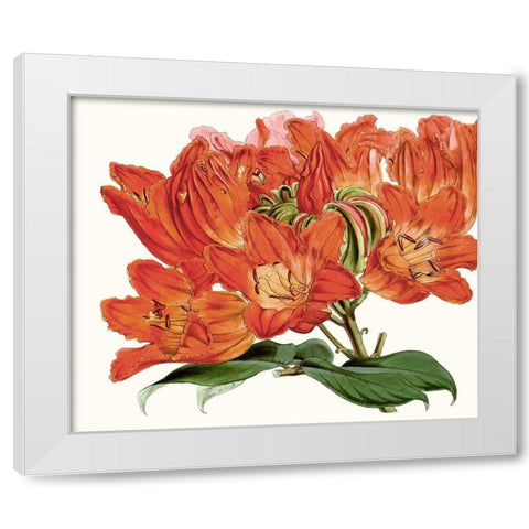 Striking Coral Botanicals III White Modern Wood Framed Art Print by Curtis