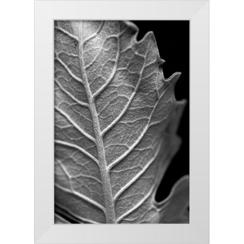 Striking Leaf II White Modern Wood Framed Art Print by Stramel, Renee W.