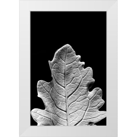 Striking Leaf IV White Modern Wood Framed Art Print by Stramel, Renee W.