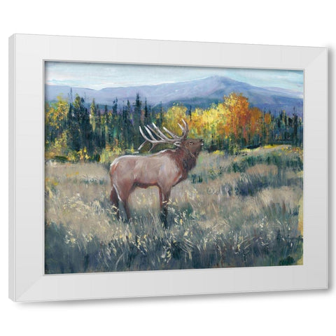 Rocky Mountain Elk II White Modern Wood Framed Art Print by OToole, Tim