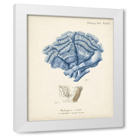 Antique Coral in Navy II White Modern Wood Framed Art Print by Esper, Johann