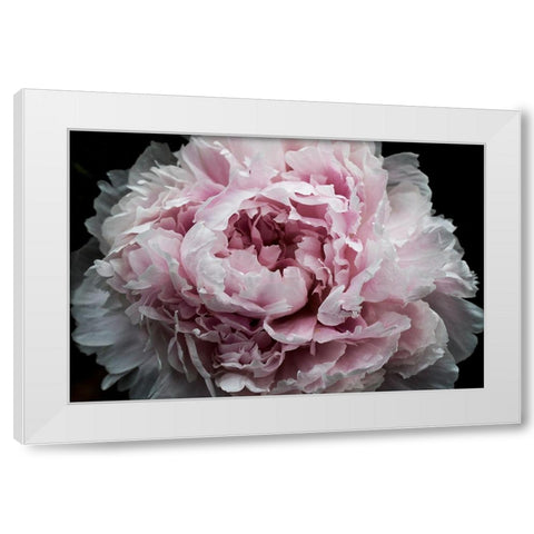 Pink Peony Passion I White Modern Wood Framed Art Print by Orlov, Irena