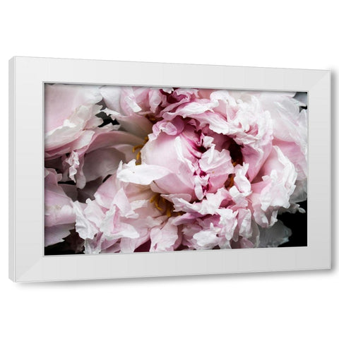 Pink Peony Passion II White Modern Wood Framed Art Print by Orlov, Irena