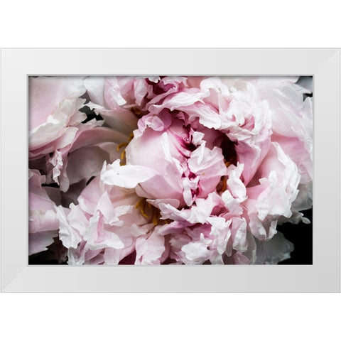 Pink Peony Passion II White Modern Wood Framed Art Print by Orlov, Irena