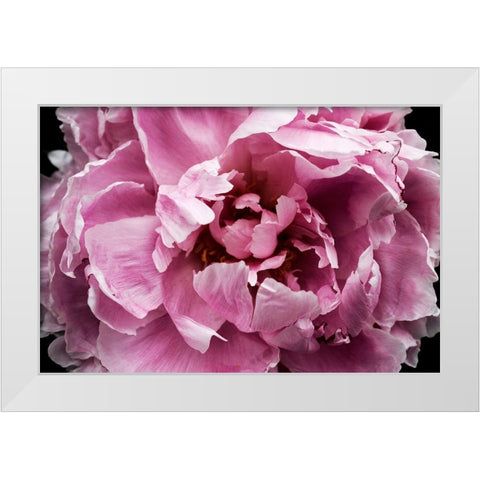 Pink Peony Passion III White Modern Wood Framed Art Print by Orlov, Irena