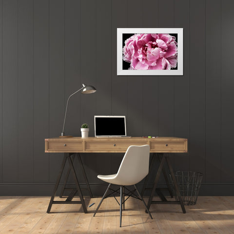 Pink Peony Passion IV White Modern Wood Framed Art Print by Orlov, Irena