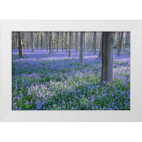 Bluebell Dreams I White Modern Wood Framed Art Print by Dautlich, Nick