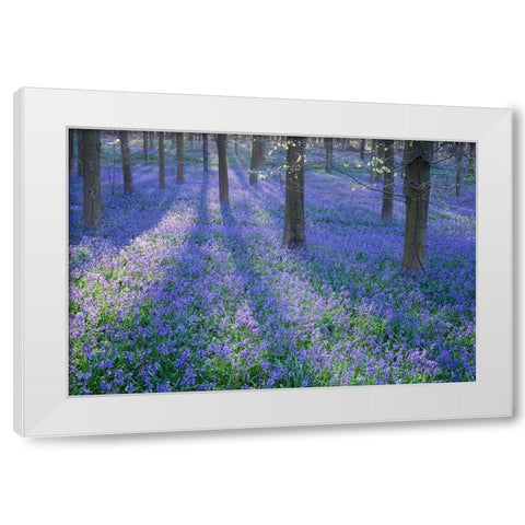 Bluebell Dreams II White Modern Wood Framed Art Print by Dautlich, Nick