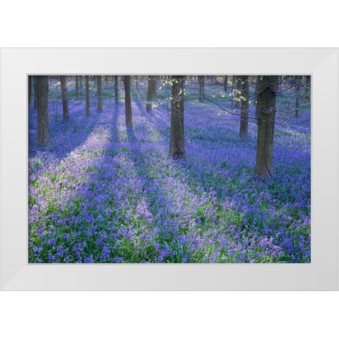 Bluebell Dreams II White Modern Wood Framed Art Print by Dautlich, Nick