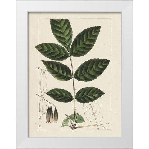 Custom Silva Leaves I (ASH) White Modern Wood Framed Art Print by Silva, John