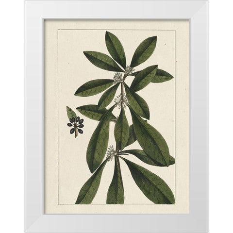 Custom Silva Leaves II (ASH) White Modern Wood Framed Art Print by Silva, John