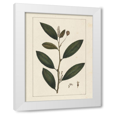 Custom Silva Leaves V (ASH) White Modern Wood Framed Art Print by Silva, John