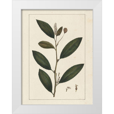 Custom Silva Leaves V (ASH) White Modern Wood Framed Art Print by Silva, John