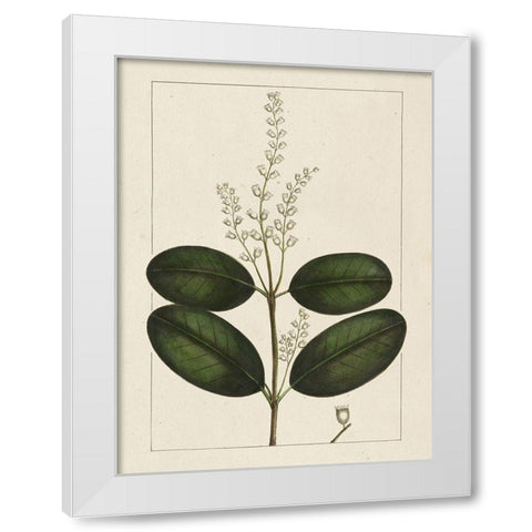 Custom Silva Leaves VI (ASH) White Modern Wood Framed Art Print by Silva, John