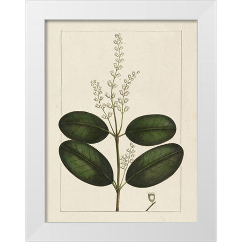 Custom Silva Leaves VI (ASH) White Modern Wood Framed Art Print by Silva, John