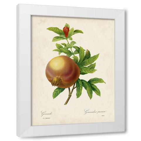 Redoutes Fruit III White Modern Wood Framed Art Print by Redoute, Pierre