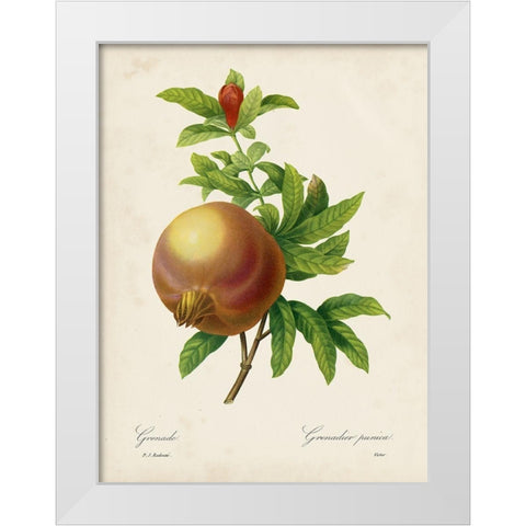 Redoutes Fruit III White Modern Wood Framed Art Print by Redoute, Pierre