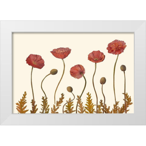 Coral Poppy Display II White Modern Wood Framed Art Print by Iafrate, Sandra