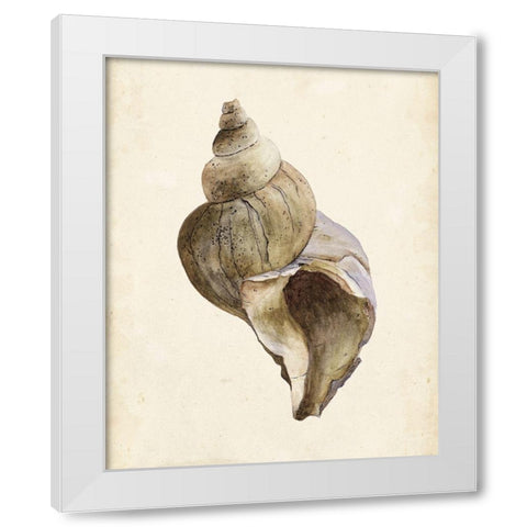 3-UP Watercolor Seashell II White Modern Wood Framed Art Print by Wang, Melissa