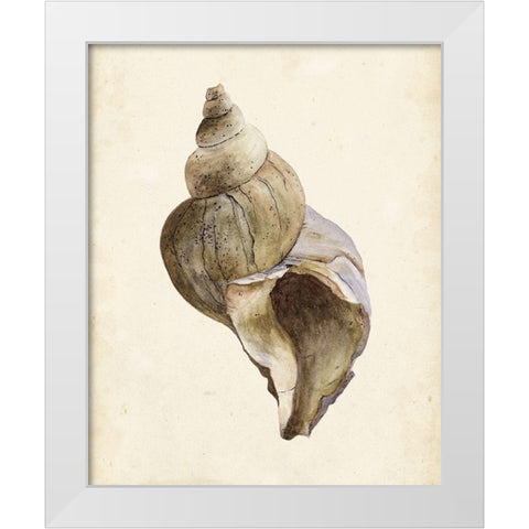 3-UP Watercolor Seashell II White Modern Wood Framed Art Print by Wang, Melissa