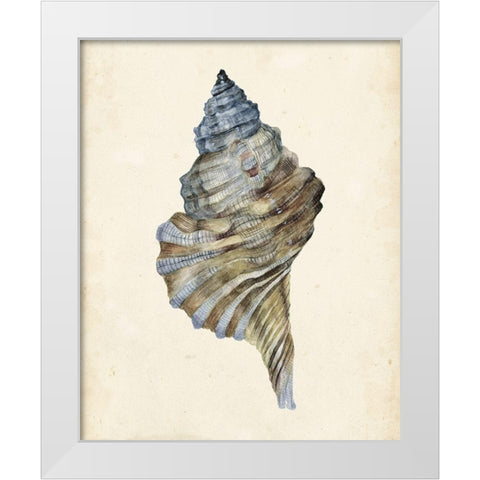 3-UP Watercolor Seashell III White Modern Wood Framed Art Print by Wang, Melissa