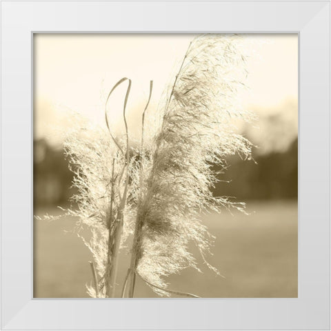 Ethereal Pampas VI White Modern Wood Framed Art Print by Johnson, Jason