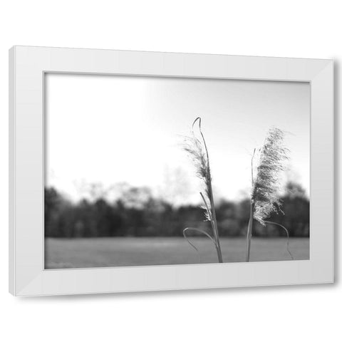 Ethereal Pampas VII White Modern Wood Framed Art Print by Johnson, Jason