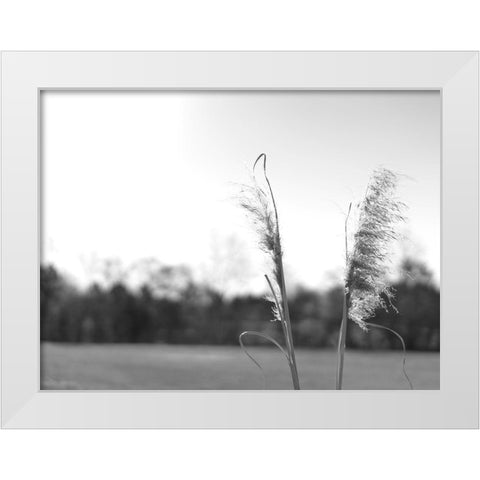 Ethereal Pampas VII White Modern Wood Framed Art Print by Johnson, Jason