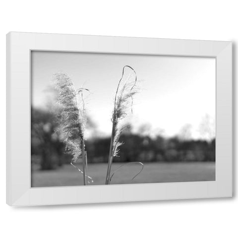 Ethereal Pampas VIII White Modern Wood Framed Art Print by Johnson, Jason