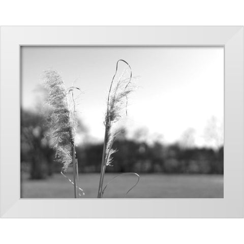 Ethereal Pampas VIII White Modern Wood Framed Art Print by Johnson, Jason