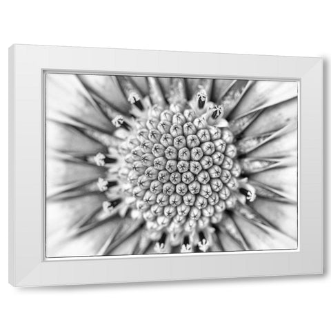 Quiet Burst I White Modern Wood Framed Art Print by Hartson-Weddle, Ryan