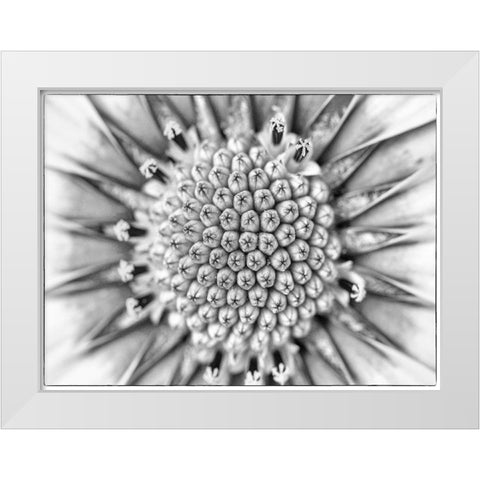 Quiet Burst I White Modern Wood Framed Art Print by Hartson-Weddle, Ryan