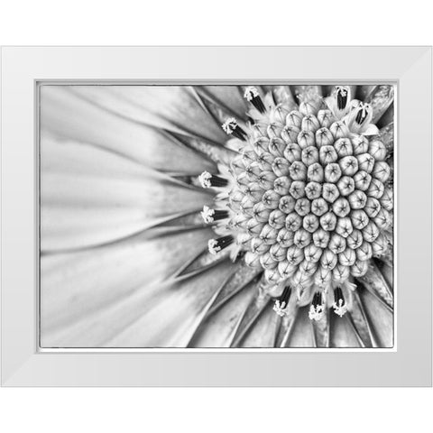 Quiet Burst II White Modern Wood Framed Art Print by Hartson-Weddle, Ryan
