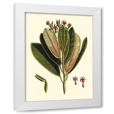 Buchoz Leaves I White Modern Wood Framed Art Print by Vision Studio