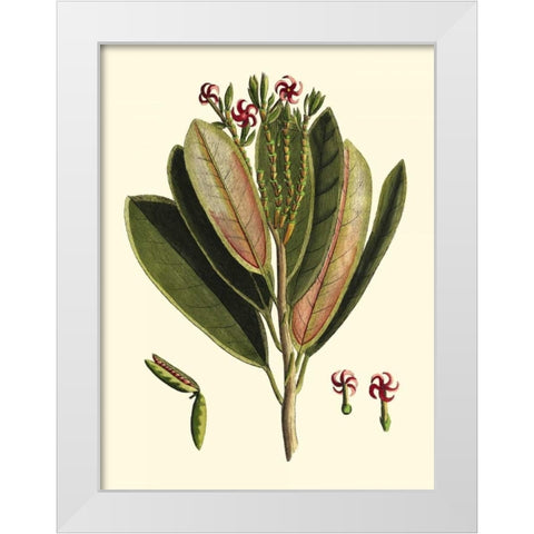 Buchoz Leaves I White Modern Wood Framed Art Print by Vision Studio