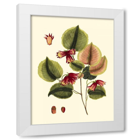 Buchoz Leaves II White Modern Wood Framed Art Print by Vision Studio