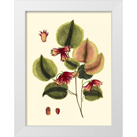 Buchoz Leaves II White Modern Wood Framed Art Print by Vision Studio