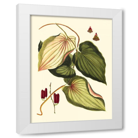 Buchoz Leaves III White Modern Wood Framed Art Print by Vision Studio