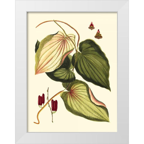 Buchoz Leaves III White Modern Wood Framed Art Print by Vision Studio