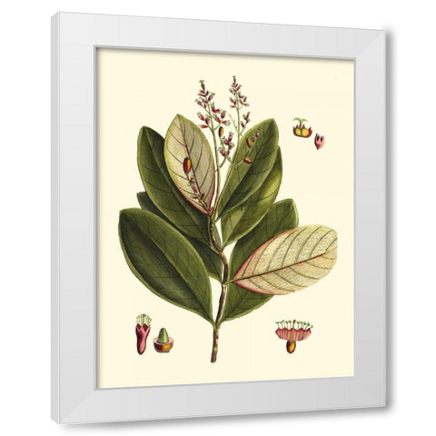 Buchoz Leaves IV White Modern Wood Framed Art Print by Vision Studio