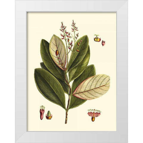 Buchoz Leaves IV White Modern Wood Framed Art Print by Vision Studio