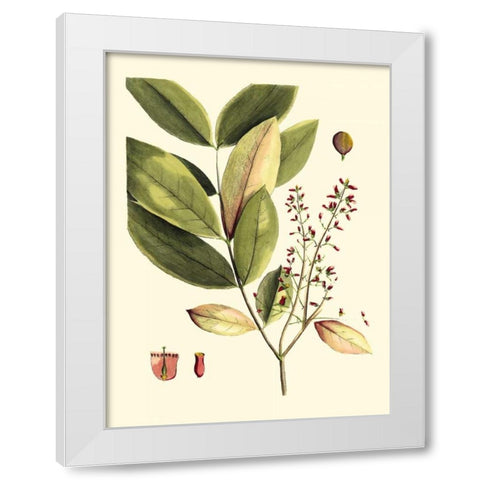 Buchoz Leaves VI White Modern Wood Framed Art Print by Vision Studio