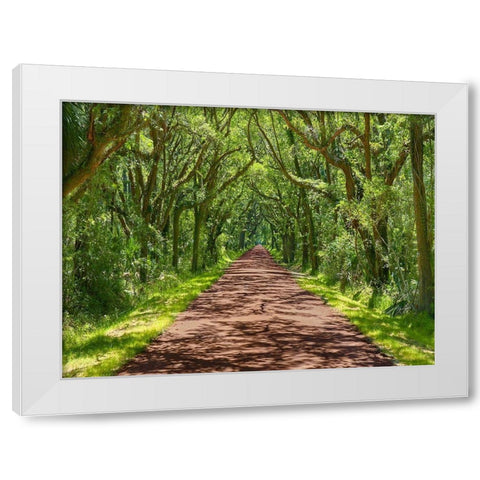 Country Road Photo IV White Modern Wood Framed Art Print by McLoughlin, James