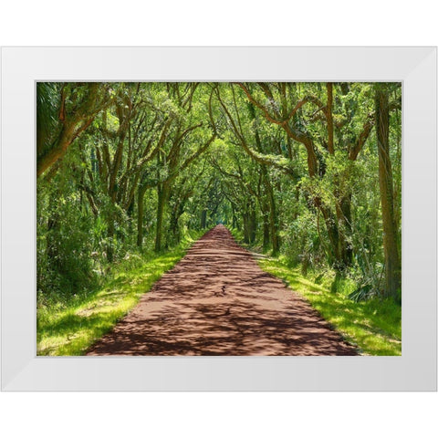Country Road Photo IV White Modern Wood Framed Art Print by McLoughlin, James
