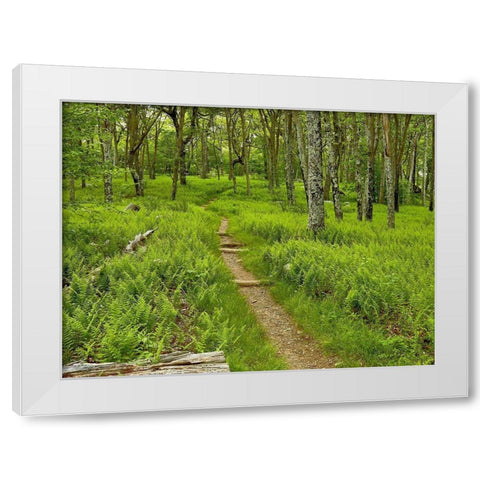 Country Road Photo V White Modern Wood Framed Art Print by McLoughlin, James