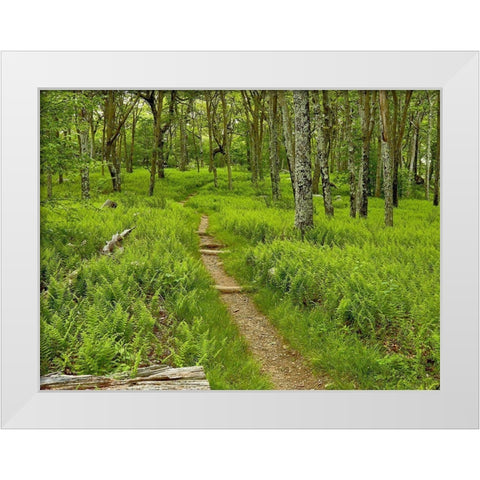 Country Road Photo V White Modern Wood Framed Art Print by McLoughlin, James