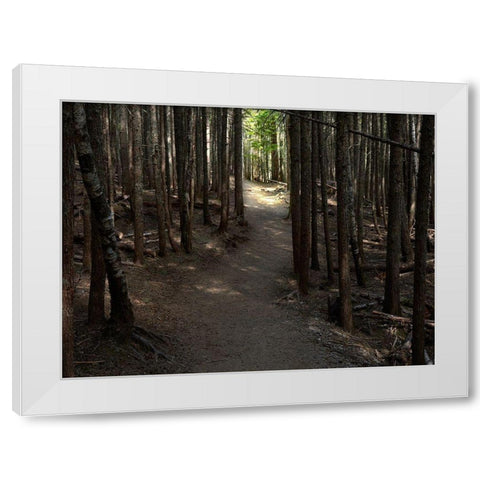 Country Road Photo VI White Modern Wood Framed Art Print by McLoughlin, James